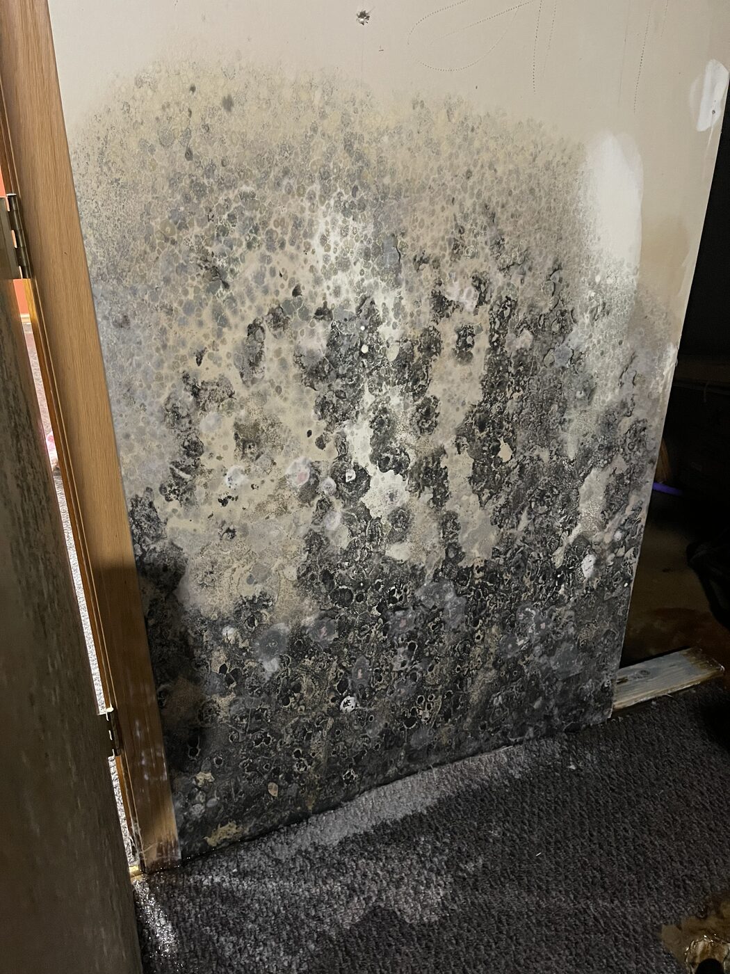 Heavy mold damage on a wall